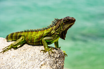 Green Iguana, also known as Common or American iguana, on nature background.
