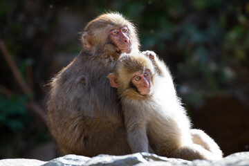 子猿　ニホンザル　日本猿　子供　日本　長野県