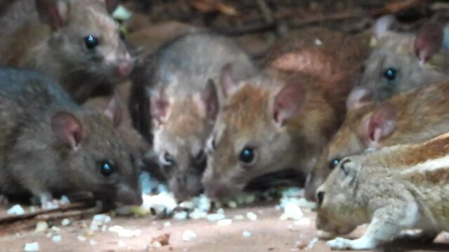 Close up of wild rats and chipmunk feeding on cooked rice. Handheld