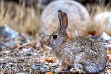 rabbit in the snow
