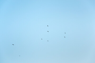 flying bird