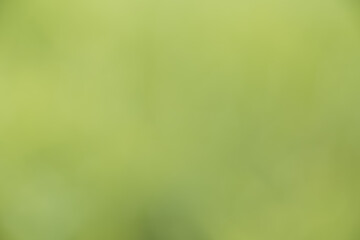 Green Abstract bokeh from nature background