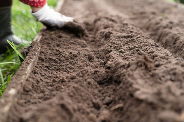 Leveling and cleaning the land from weeds in the garden before wintering