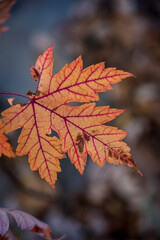 A last red leaf decays on a branch, waiting for a breeze to send it falling to the ground in late autumn. 