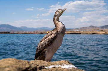 a cormorant bird with its wings spread stands on a rock by the sea
