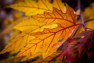 Autumn leaves change color and show their veins in backlit afternoon sunlight.