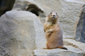 プレーリードッグ