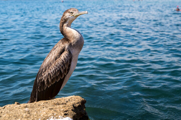 a cormorant bird with its wings spread stands on a rock by the sea