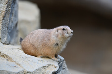 プレーリードッグ