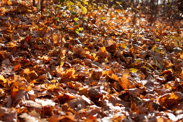 large horizontal photo. nature. autumn day. nature Park. gold autumn. frozen green leaves. morning frost on the grass and leaves. many yellow leaves on the ground. fallen leaves.