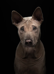 nice dog on a black background. portrait Thai ridgeback in studio