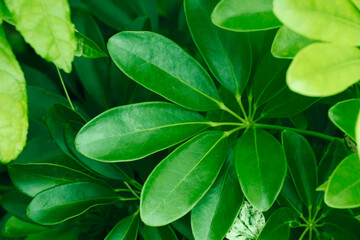 Tropical leaves, abstract green leaves texture,