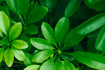 Fototapeta na wymiar Tropical leaves, abstract green leaves texture,