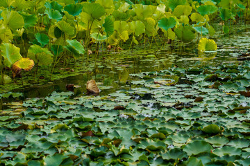 Green lotus lily flower leaf floating at the pond