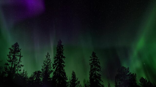 aurora with silhouetted trees foreground