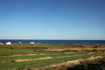 Fototapeta na wymiar Agriculture in Jeju