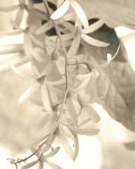 photo of artistic white flowers in the garden