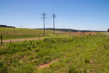 Fototapeta na wymiar Field of Young Sugar Cane Behind Perimeter Fence