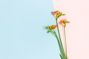 Freesia flowers on a pink and blue pastel background. Floral composition with place for text.