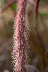 Pennisetum pedicellatum Trin..