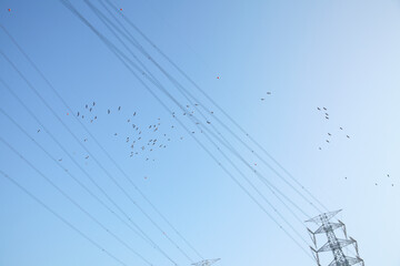 power lines