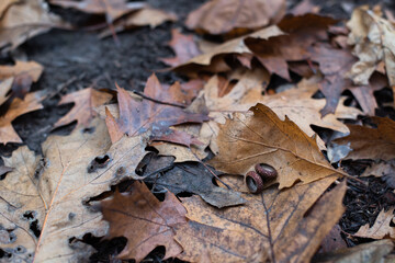 fallen autumn leaves