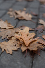 autumn leaves on the ground