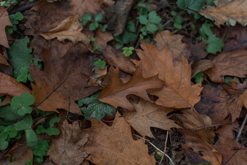 autumn leaves in the forest