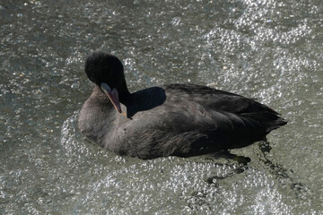 eurasian coot in water