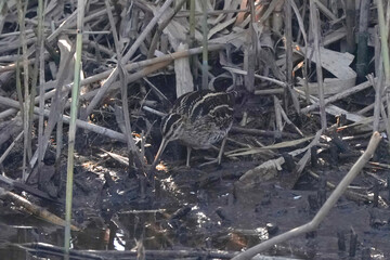 water rail in field