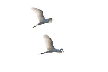 egret in flight