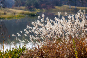 A mass of reeds in the sun