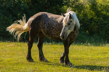 A thoroughbred dappled horse standing in a field in Provence
