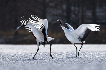 北海道　道東　釧路　タンチョウ