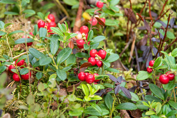 Bright red berries of lingonberry on bushes with green leaves grow on the ground in the forest,...