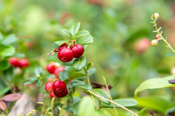 Obraz premium Closeup of bright red lingonberry or cranberry berries on bushes with green leaves, selective focus, natural bokeh