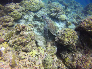 Naklejka na ściany i meble The green sea turtle (Chelonia mydas), El Nido, Palawan, Philippines
