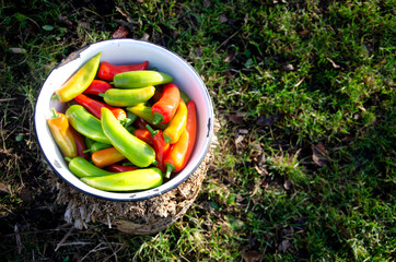Autumn harvest of red green hot peppers