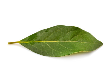 Laurus nobilis in studio