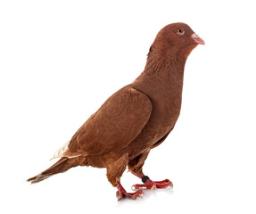 lebanese pigeon in studio