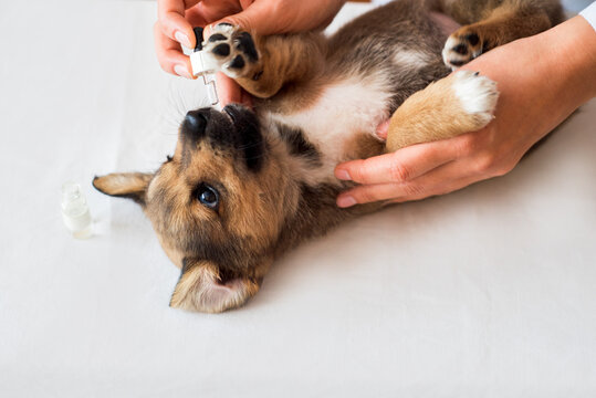 Outbred red puppy at the veterinarian's examination in the clinic. Dog vaccination