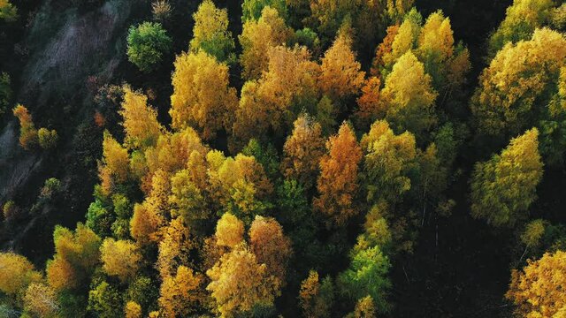 Drone shoots from above a bright autumn forest