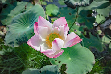 The lotus flower in the lotus pond at Chatuchak Park in Bangkok.
