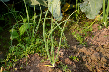 the ripe green onion plant seedlings in the garden.