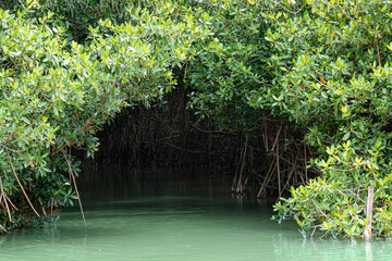 Manglares en la laguna de Cuyutlán, túneles de mangle