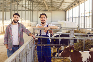 Two farm workers standing near a cage with calves in a barn on a cattle farm in the countryside