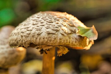 mushroom in the forest