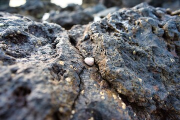 snail shell on rock beach