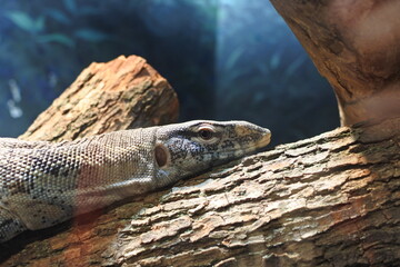 Nile monitor is relaxing on the tree trunk. Upper part of the body.