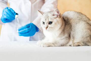 examination of a cat by a veterinarian in a vet clinic. Scottish chinchilla straight,Vaccinating a kitten